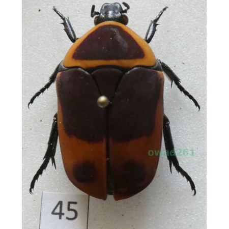Pachnoda marginata peregrina Kolbe, 1906 ex. ovo Czad45